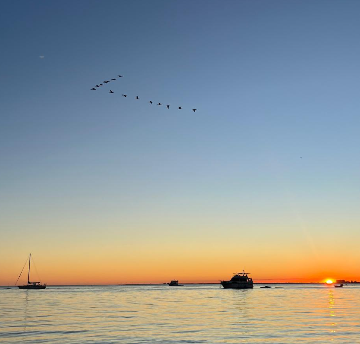 Flock of birds flying over a lake at sunset, with colorful clouds and silhouetted grasses in the foreground.